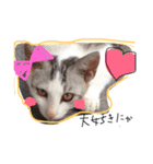 私の猫と犬（個別スタンプ：10）