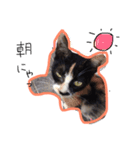 私の猫と犬（個別スタンプ：12）