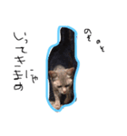 私の猫と犬（個別スタンプ：13）
