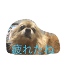 もこたろ（個別スタンプ：1）