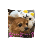 もこたろ（個別スタンプ：2）