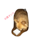 もこたろ（個別スタンプ：3）