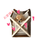 もこたろ（個別スタンプ：5）