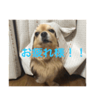 もこたろ（個別スタンプ：8）