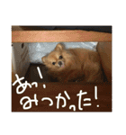 もこたろ（個別スタンプ：15）