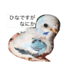 いんこさまさま（個別スタンプ：1）
