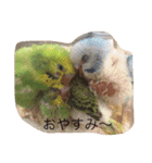 いんこさまさま（個別スタンプ：3）