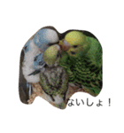 いんこさまさま（個別スタンプ：7）