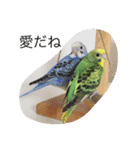 いんこさまさま（個別スタンプ：10）