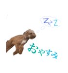 toichan3（個別スタンプ：2）