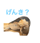フトアゴのレーズン（個別スタンプ：3）