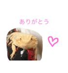 フトアゴのレーズン（個別スタンプ：5）