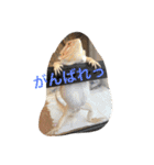 フトアゴのレーズン（個別スタンプ：13）