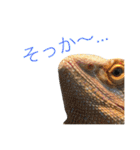 フトアゴのレーズン（個別スタンプ：16）