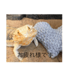 フトアゴのレーズン（個別スタンプ：17）