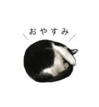 はちわれのふぶきさん（個別スタンプ：8）