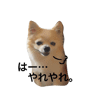 我が家のれのん（個別スタンプ：11）