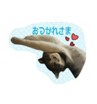 ニャーコだよ～2 ！（個別スタンプ：1）