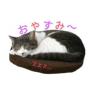 ニャーコだよ～2 ！（個別スタンプ：3）
