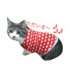 ニャーコだよ～2 ！（個別スタンプ：6）