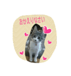 ニャーコだよ～2 ！（個別スタンプ：7）