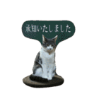 ニャーコだよ～2 ！（個別スタンプ：11）