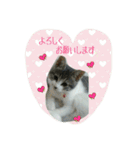 ニャーコだよ～2 ！（個別スタンプ：12）