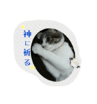 ニャーコだよ～2 ！（個別スタンプ：13）