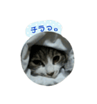 ニャーコだよ～2 ！（個別スタンプ：14）