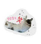 ニャーコだよ～2 ！（個別スタンプ：15）