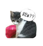 ニャーコだよ～2 ！（個別スタンプ：23）