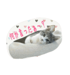 ニャーコだよ～2 ！（個別スタンプ：24）