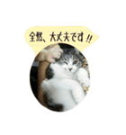 ニャーコだよ～2 ！（個別スタンプ：26）