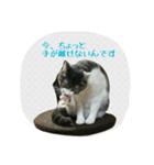 ニャーコだよ～2 ！（個別スタンプ：29）