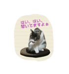 ニャーコだよ～2 ！（個別スタンプ：30）