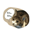 ニャーコだよ～2 ！（個別スタンプ：31）