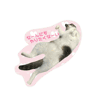 ニャーコだよ～2 ！（個別スタンプ：33）