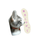 ニャーコだよ～2 ！（個別スタンプ：36）