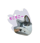 ニャーコだよ～2 ！（個別スタンプ：40）