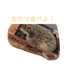 ウニちゃんです（個別スタンプ：1）