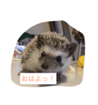 ウニちゃんです（個別スタンプ：3）