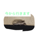 ウニちゃんです（個別スタンプ：6）