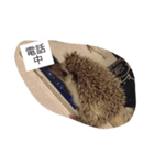 ウニちゃんです（個別スタンプ：7）
