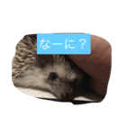 ウニちゃんです（個別スタンプ：8）