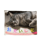 信州産の猫ぐりちゃん（個別スタンプ：6）