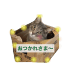 信州産の猫ぐりちゃん（個別スタンプ：15）