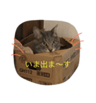 信州産の猫ぐりちゃん（個別スタンプ：24）