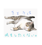 愛猫くんサバトラな毎日（個別スタンプ：2）