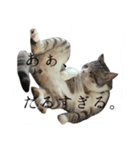 愛猫くんサバトラな毎日（個別スタンプ：3）