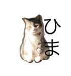 愛猫くんサバトラな毎日（個別スタンプ：4）